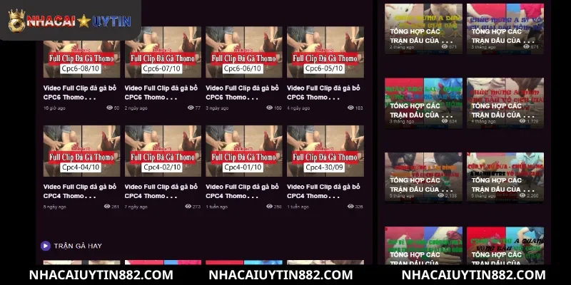 Các bước tạo tài khoản đá gà đơn giản cho người mới