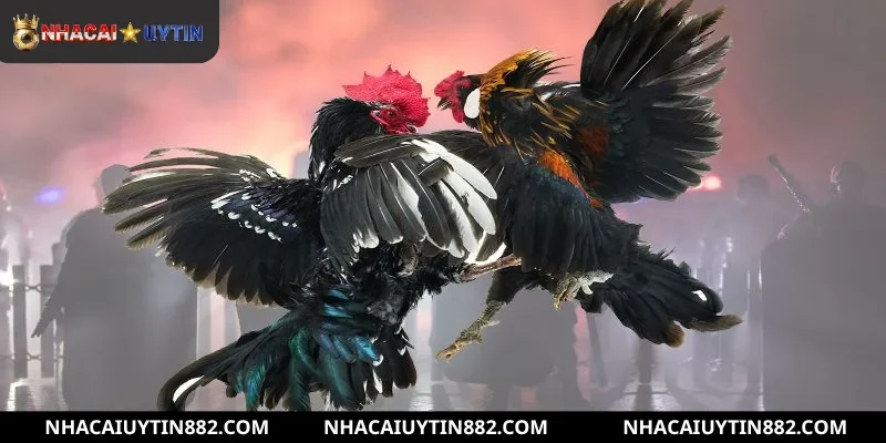 Các loại hình đá gà được ưa chuộng ở thương hiệu