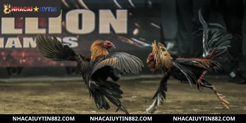 Một số ưu đãi hấp dẫn khi đăng ký tài khoản đá gà