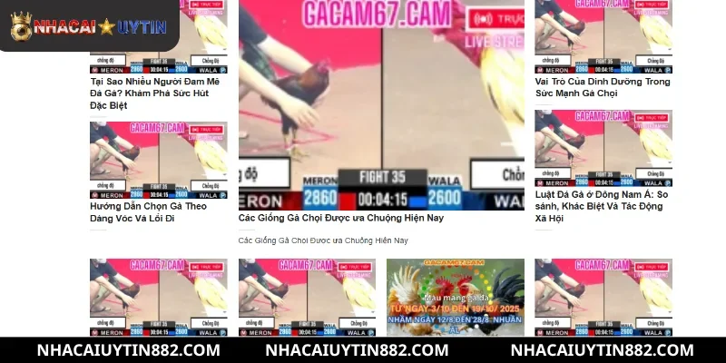 Tính năng hiện đại giúp nâng tầm trải nghiệm đá gà