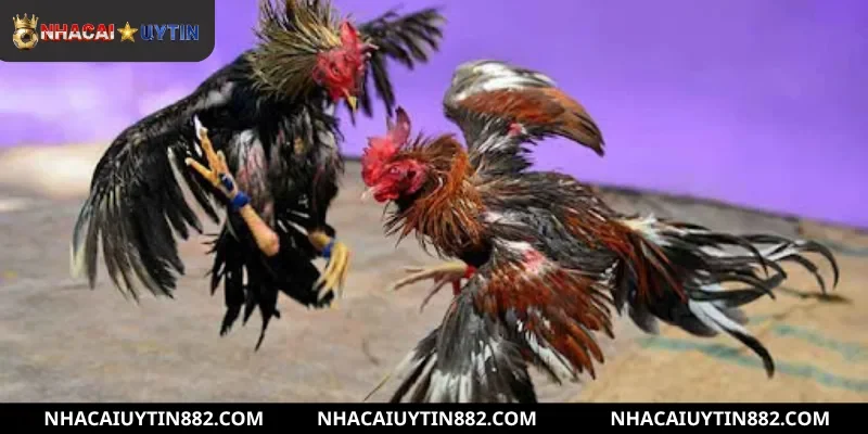 Tổng hợp những hình thức đá gà trực tuyến nổi bật